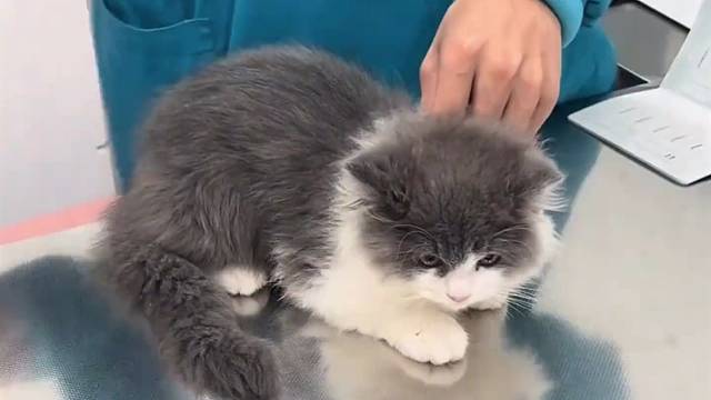 猫咪 # 猫咪的迷惑行为 # 萌宠 # 宠物 ..