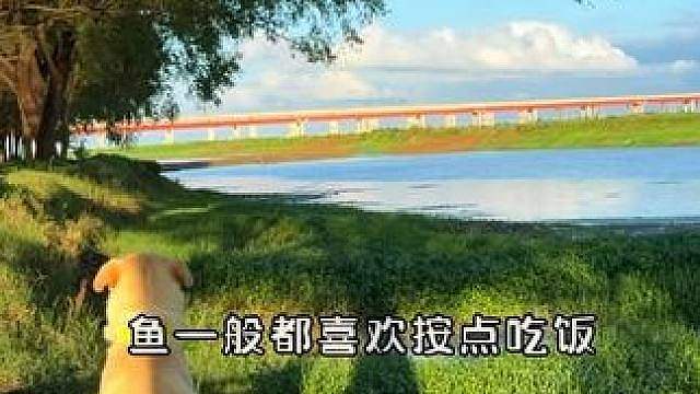 解锁100种淡水鱼图鉴 第1集