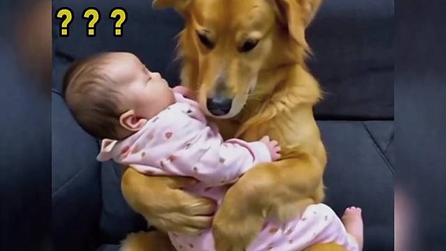人模人样的狗狗