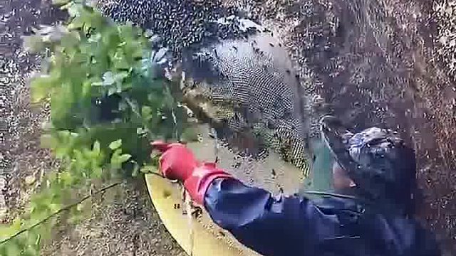蜜蜂的家被偷了，悬崖峭壁也躲不过