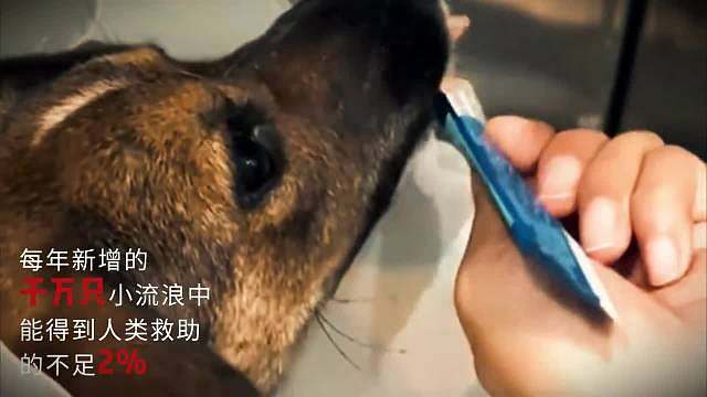 鸿星尔克感恩成长日正式启动「流浪猫狗守护计划」公益行动，鸿星尔克为流浪猫狗搭建“爱心庇护屋”，为救助
