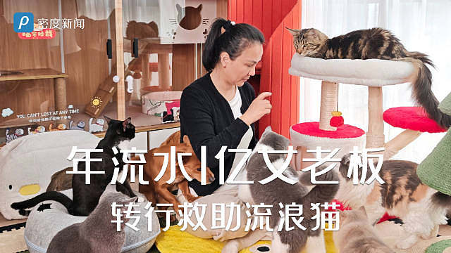 【年流水1亿女老板转行救助流浪猫】近日，广东深圳。80后吴小荣是深圳的一名帮猫主理人，早年深耕电视购