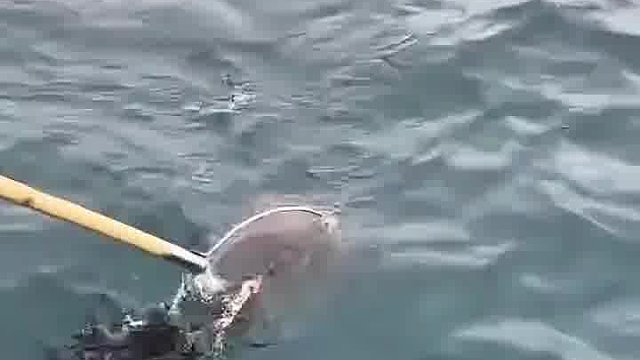 一肚子墨水