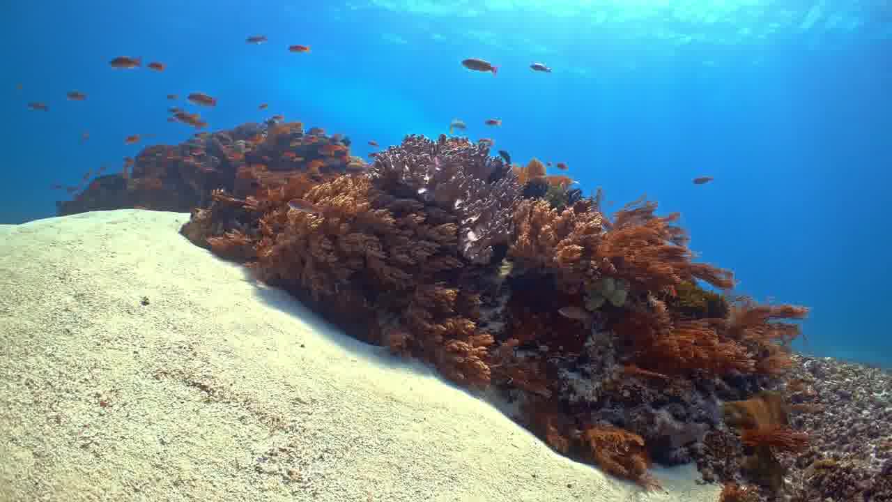 各式彩色小鱼生物