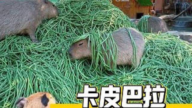 卡皮巴拉：又开始了一年一度的豆橛子盛宴