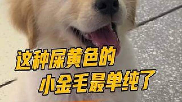 小金毛：会嘬嘬嘬的都是好人