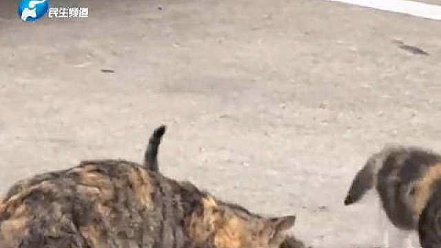 “它明明很饿，却没有吃。”网友投喂流浪猫最爱的火腿肠，猫咪却没有急着吞下，而是含在嘴里，转身离开。网