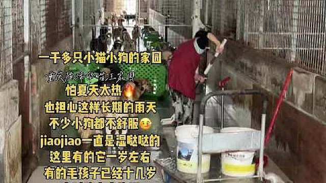 或许未来还会有很多风雨，但我们的伞，永远为它们撑着（重庆陈泽华喵汪家园）