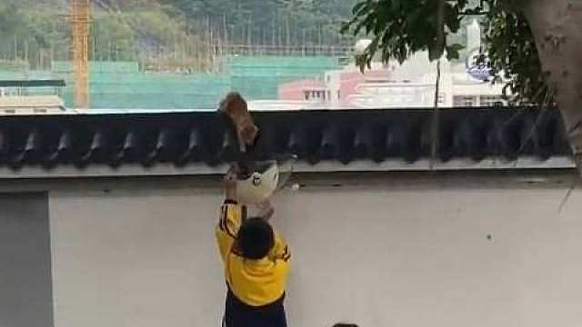 【小猫被困路过母子用头盔稳稳接住】广东，小猫困在墙头上，被路过的母子用头盔稳稳接住。网友：原件正确，