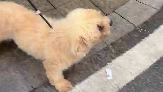作为猫狗双全的毛孩子家长真的被暖到了在喧嚣的城市街头，总有一些温柔角落悄悄治愈人心。国民运动品牌鸿星