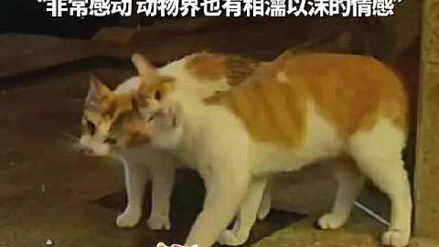 【台风天猫猫拖家带口找人帮忙】7月13日（报道时间），浙江杭州。台风天，好心夫妇给单元楼门口流浪猫喂