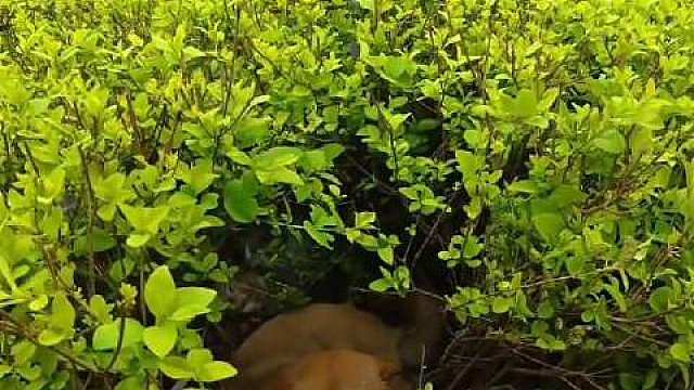 一群出租车司机凑钱救助了一只流浪狗，也因此温暖了一座城 ​​​