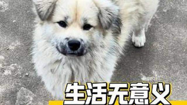 小狗不知道你为什么生气，只知道你突然不理它了 cr：Always