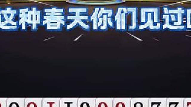 这种春天你们见过吗？出啥都不要！