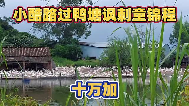 小酷路过鸭塘讽刺童锦程 10w 