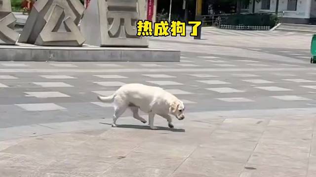 天太热狗狗出门都得跳脚了#夏天高温 #猫猫狗狗 #狗狗怕热 #汪星人