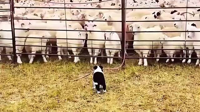 牧羊犬高能时刻 #牧羊犬 #狗狗