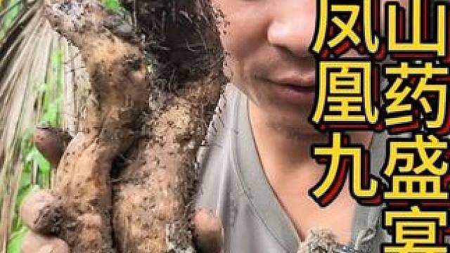 凤凰九 烧炭制陶巡山忙，山药盲蛇果子狸