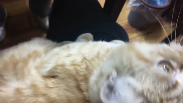 小猫