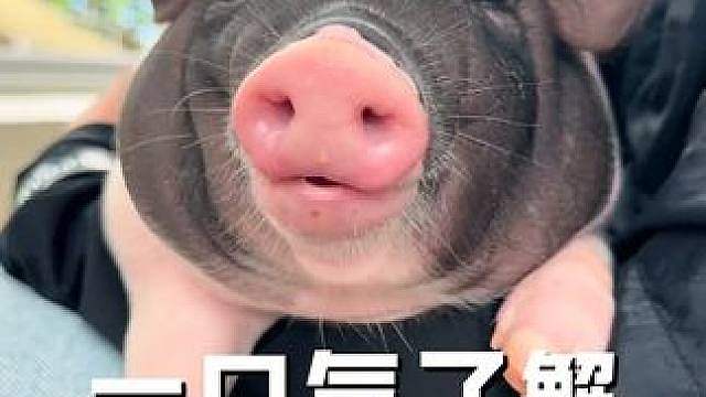 12种猪猪大揭秘，肉质鲜美各有各的特色