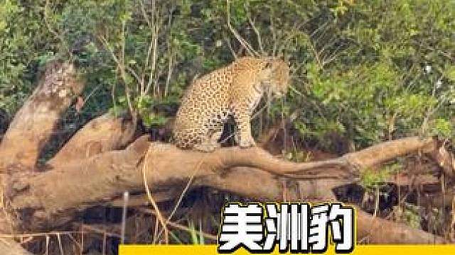 美洲豹在家一天都有班味了