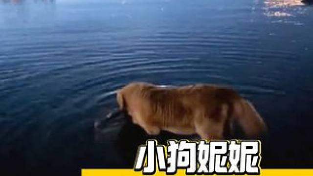 怎么会有这么棒的小狗啊
