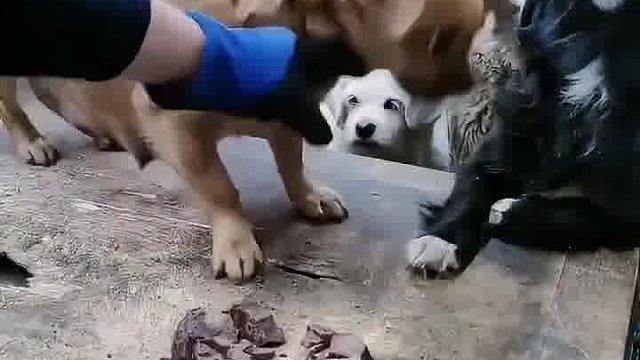 狗哥很暴躁