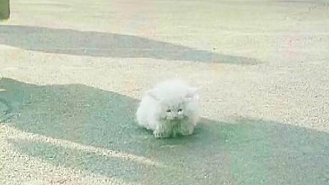 4.《龙在少林》释小龙郝劭文主演，少林萌娃动作喜剧，童年回忆