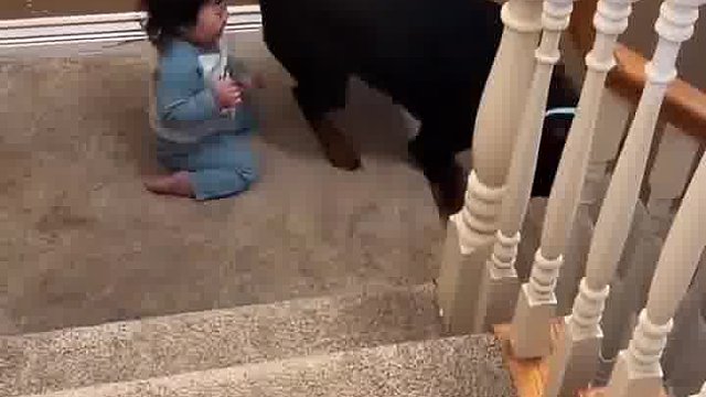 狗狗带娃活着就行