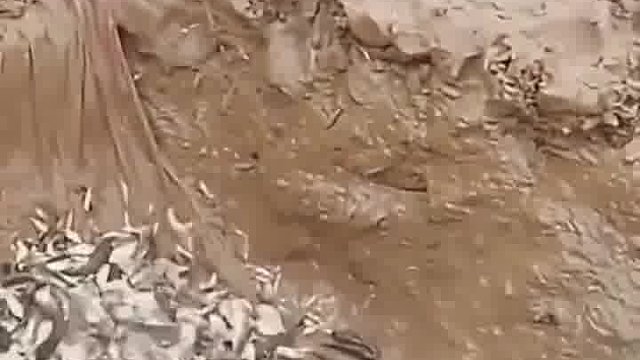 没听过鲫鱼跃龙门！