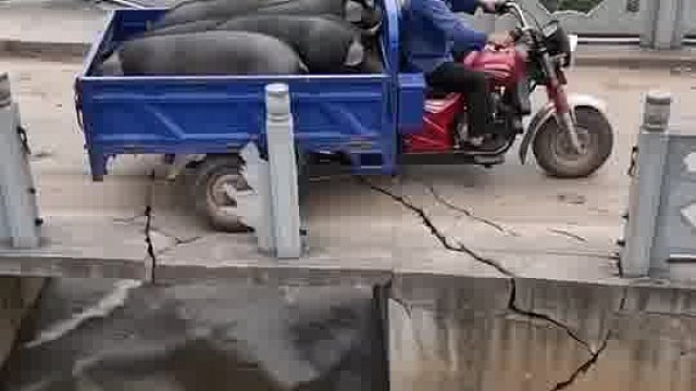 大爷拉猪过桥，全部掉到河里去了