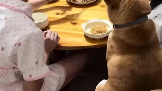 好有教养的狗狗
