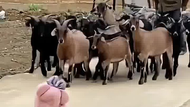 哥们惹不起