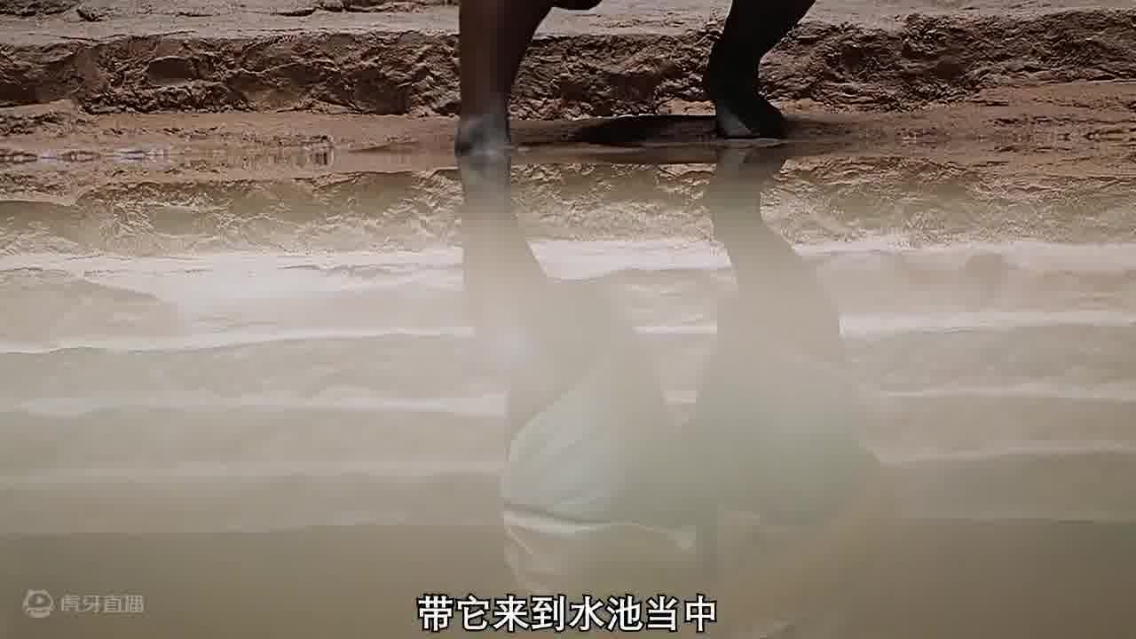 饲养的小虫却是沙漠霸主
