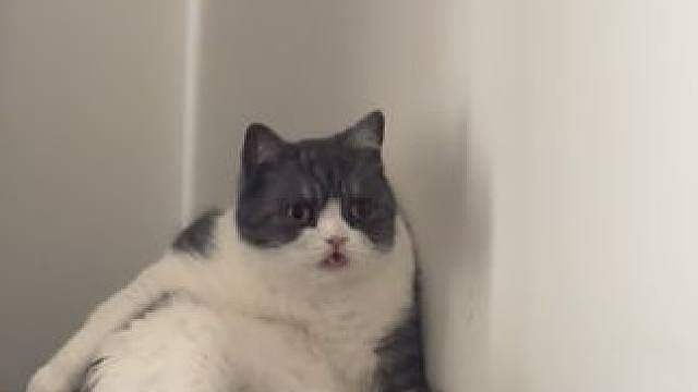富态