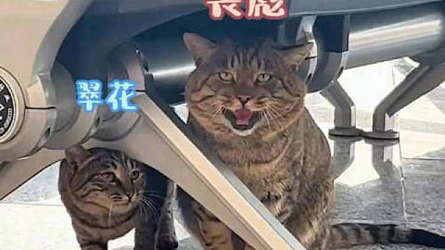这份人性化安置也为公共交通场所提供了参考范本。透明隔离猫舍规避安全卫生隐患，清晰的探视规则引导游客文