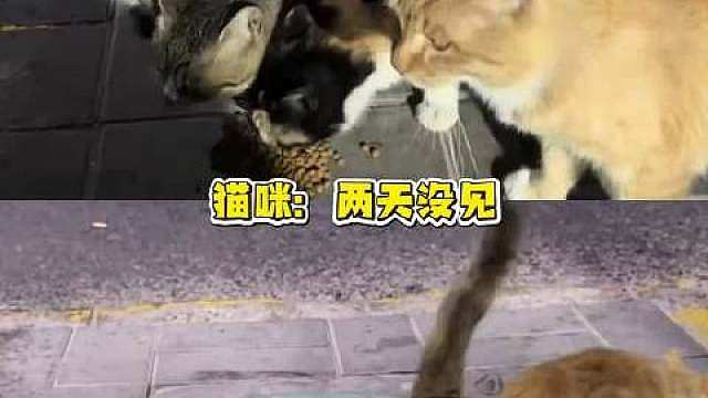 猫猫派出顶配搜救队，只为牵挂一只懒惰的两脚兽 公共猫# ​​​