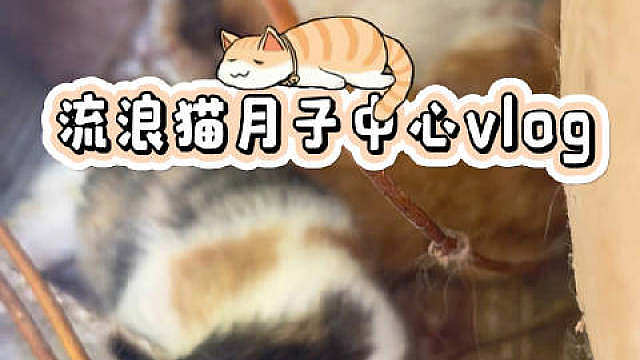 我也好想哪一天有狗狗到我们家生娃啊

现在到我们家生孩子的都猫猫们

小区的流浪猫估计有什么神秘组织