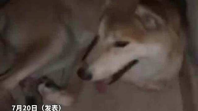 【】7月20日（发布），浙江。女子下班回家，竟发现一条母狗在自家十楼门口产下幼崽。幼崽毫无动静，母狗
