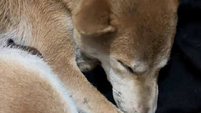 女博主下班回家发现流浪狗妈妈爬十楼在门口产崽，当天晚上就决定收养取名为石榴（因为是16号遇见的），狗