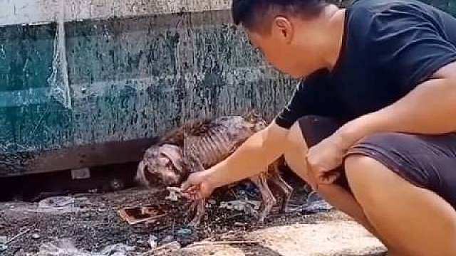 平时你想遇到一只需要救助的猫狗都很难遇到，但是有些人经常可以遇到

救助直播乱象愈演愈烈，早已不单单