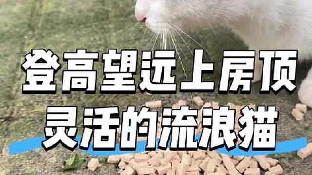 为什么还有人故意弄骗局
就不能真心对待一下他们吗
我平时也会去投喂流浪猫
看他们瘦的样子太难受了
真