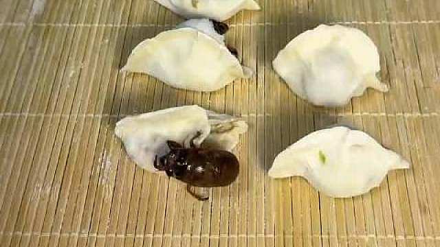 【】（编辑：酸奶）什么叫你包的饺子馅打起来了? 女子用知了猴包饺子，知了猴纷纷撑破面皮出逃。​​​