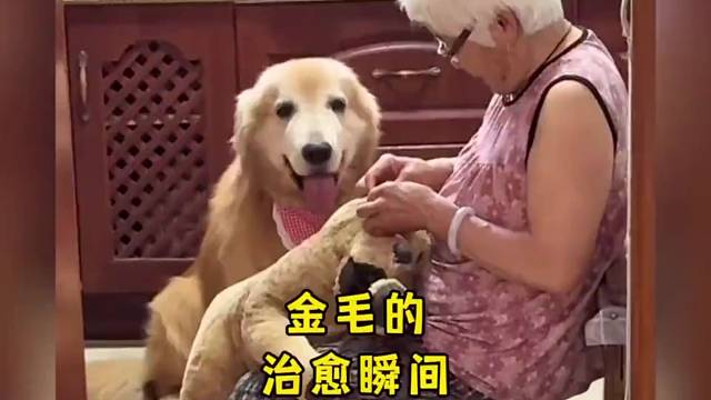 这个世界不能没有狗狗