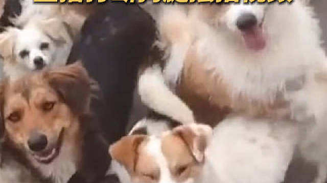 【】近日，一场流浪动物网络救助骗局被曝光。经调查发现，该犯罪团伙低价购买残疾、年老的犬只作为“道具”