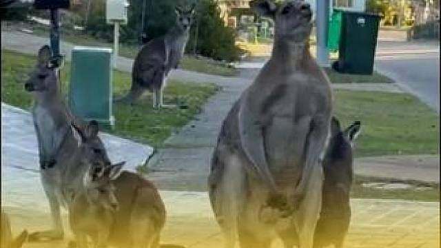 澳大利亚街头惊现巨型袋鼠 气场拉满 霸占步道不肯离开