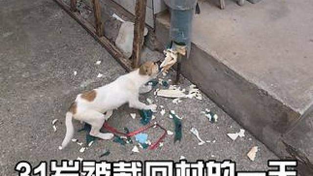 狗子屡教不改（上） 早起看到这一幕，血压都上来了，水管保温泡沫棉被狗当辣条撕了生气
