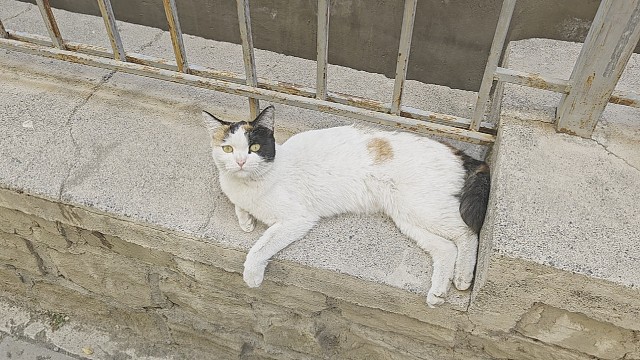 可爱的小猫