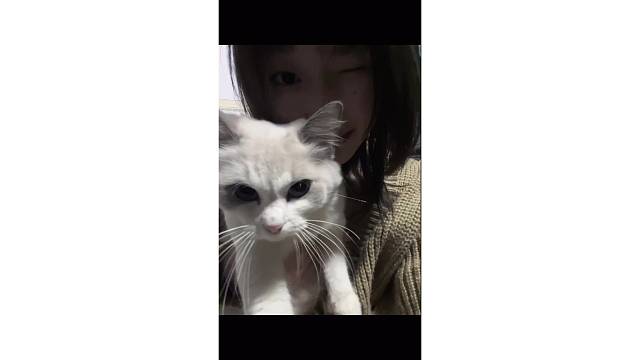 爱小猫咪一样爱着你