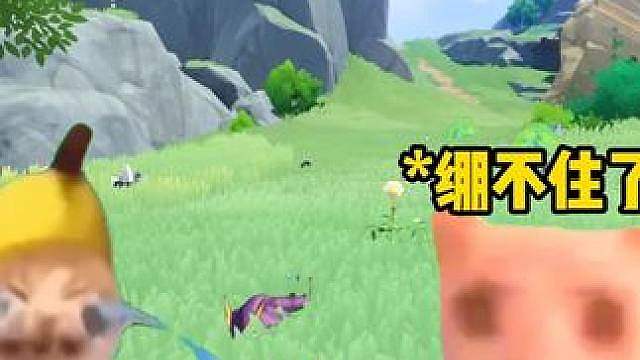 当异色小鹬炫彩很好看
